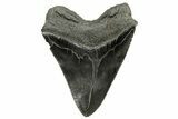 Fossil Megalodon Tooth - Sharply Serrated Blade #265025-2